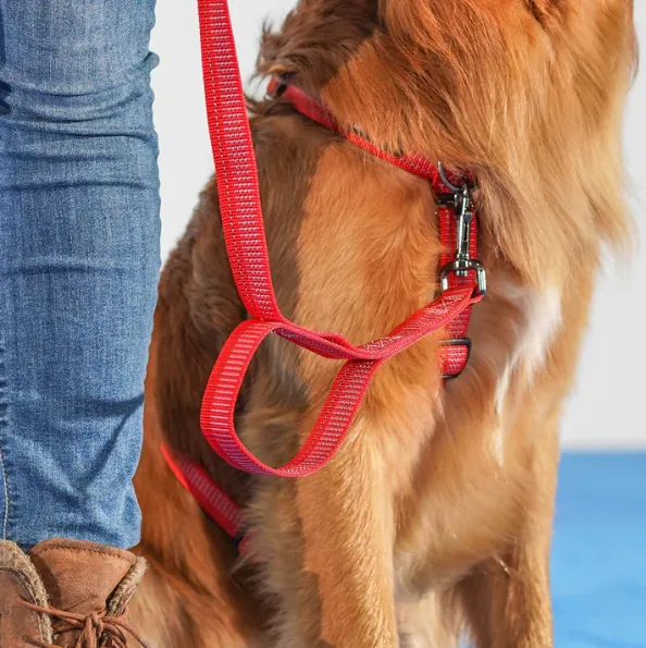 Blue-9 Reflective 6' Leash