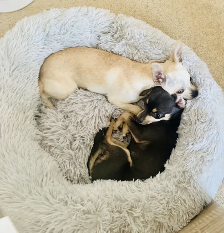 Comfy Calming Pet Bed