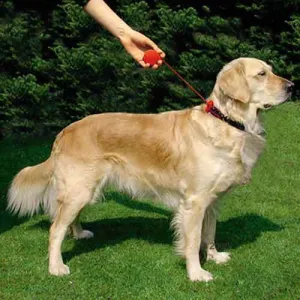 Flexi Click - Retractable Short Leash