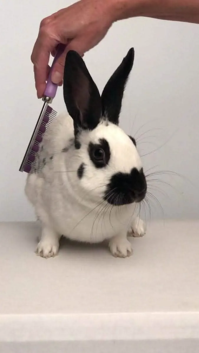 HairBuster Comb