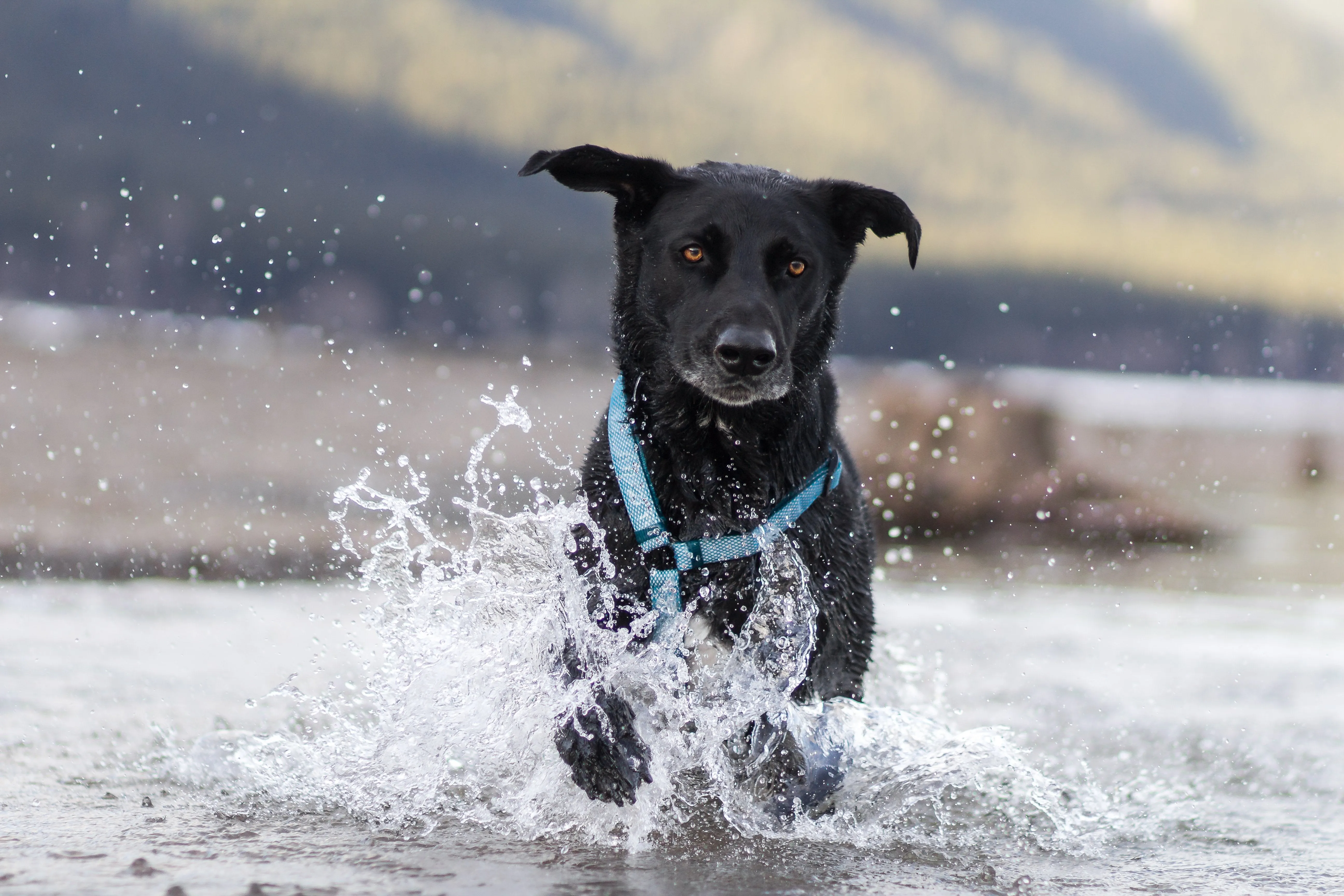 Illuminate Reflective Dog Harness