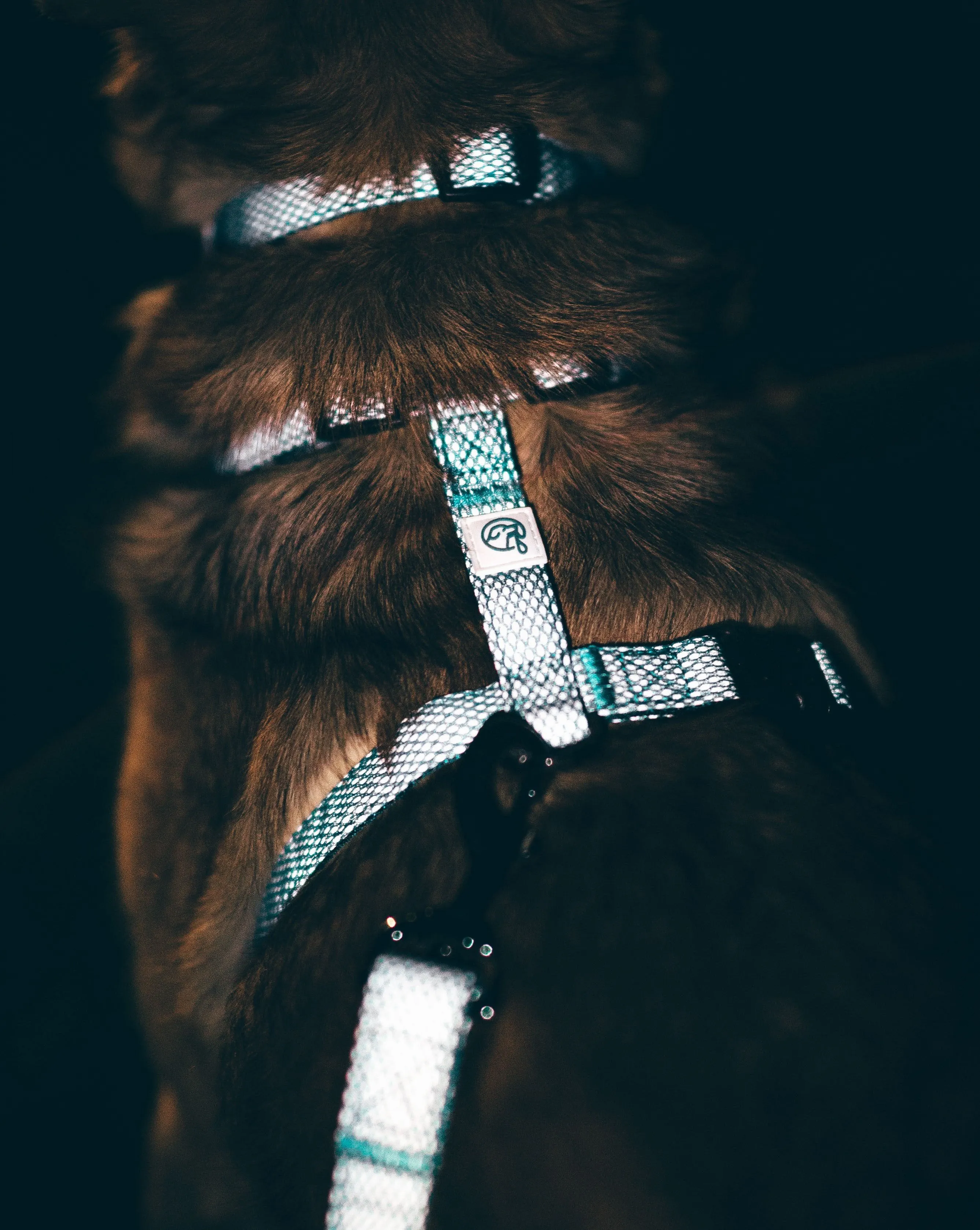 Illuminate Reflective Dog Harness