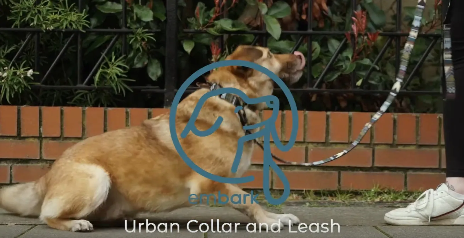 Illuminate Reflective Dog Harness