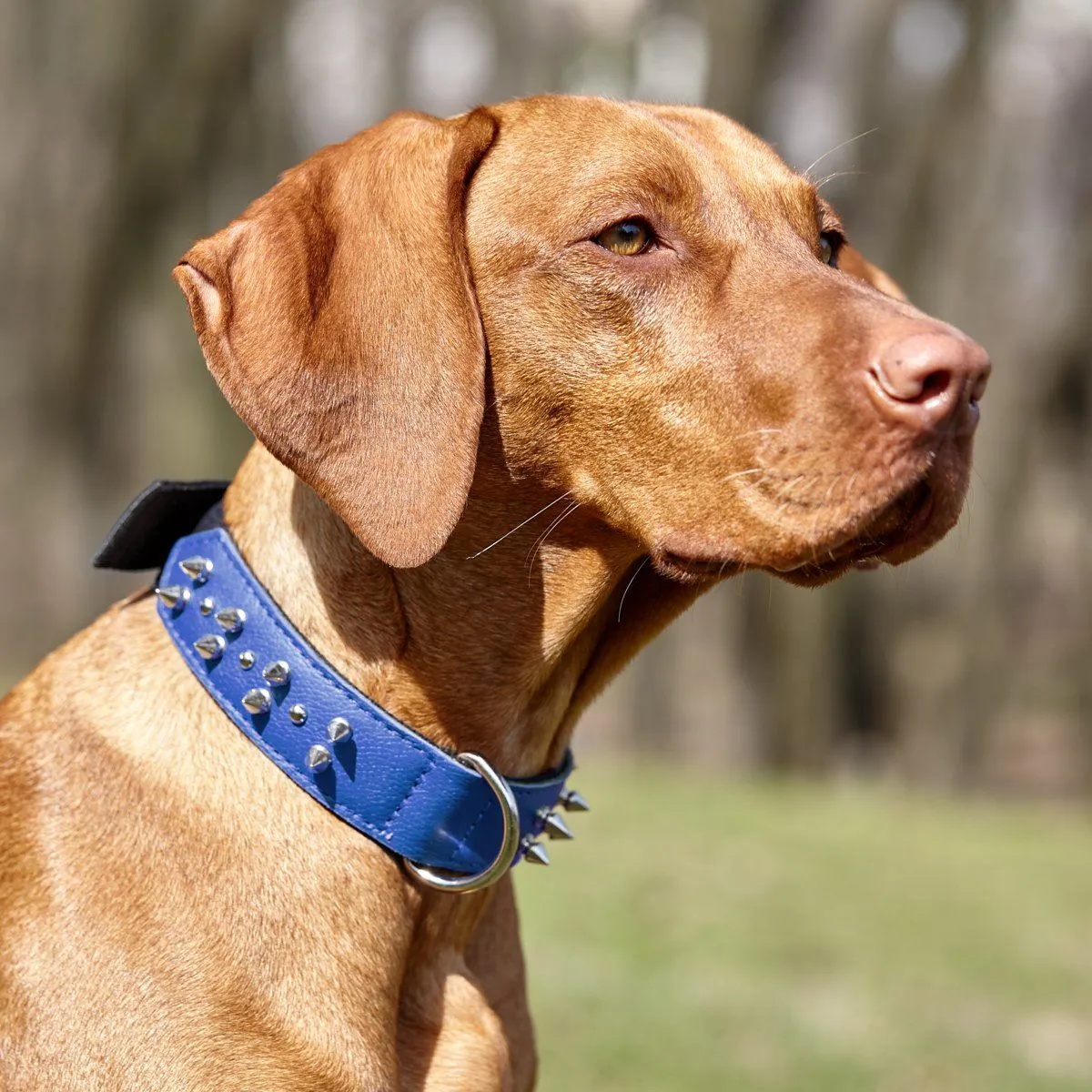 Leather   Nylon Spike Collar