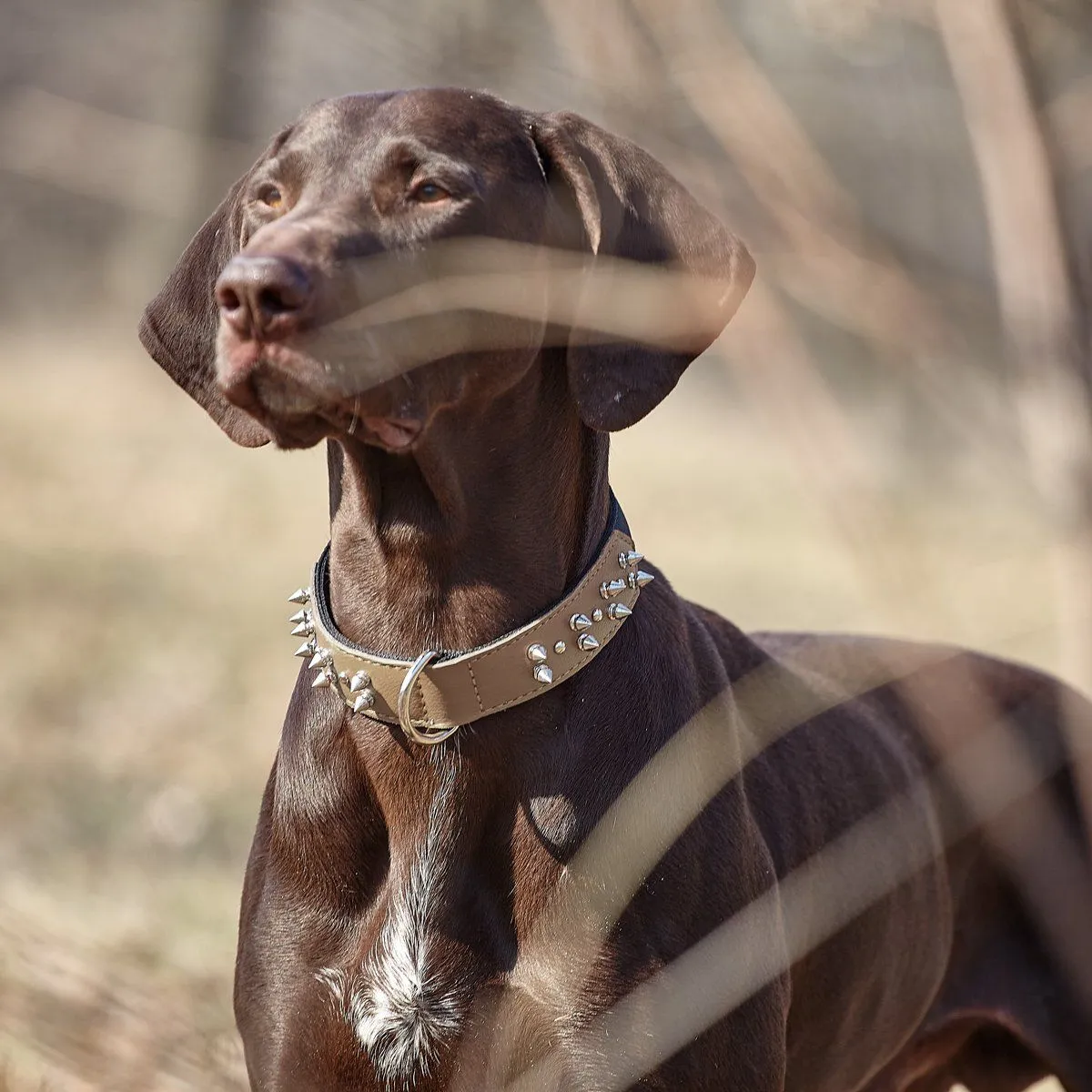 Leather   Nylon Spike Collar