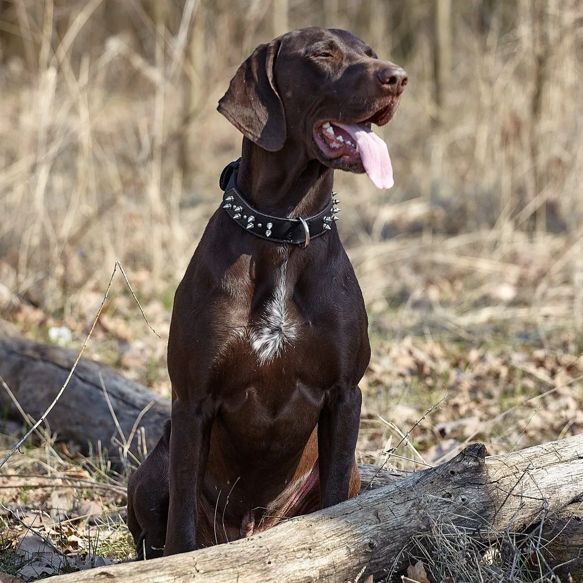Leather   Nylon Spike Collar
