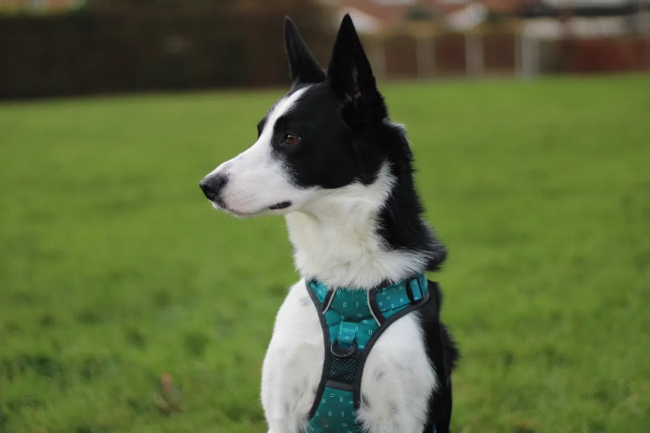 Twiggy Tags Adventure Harness Tranquil