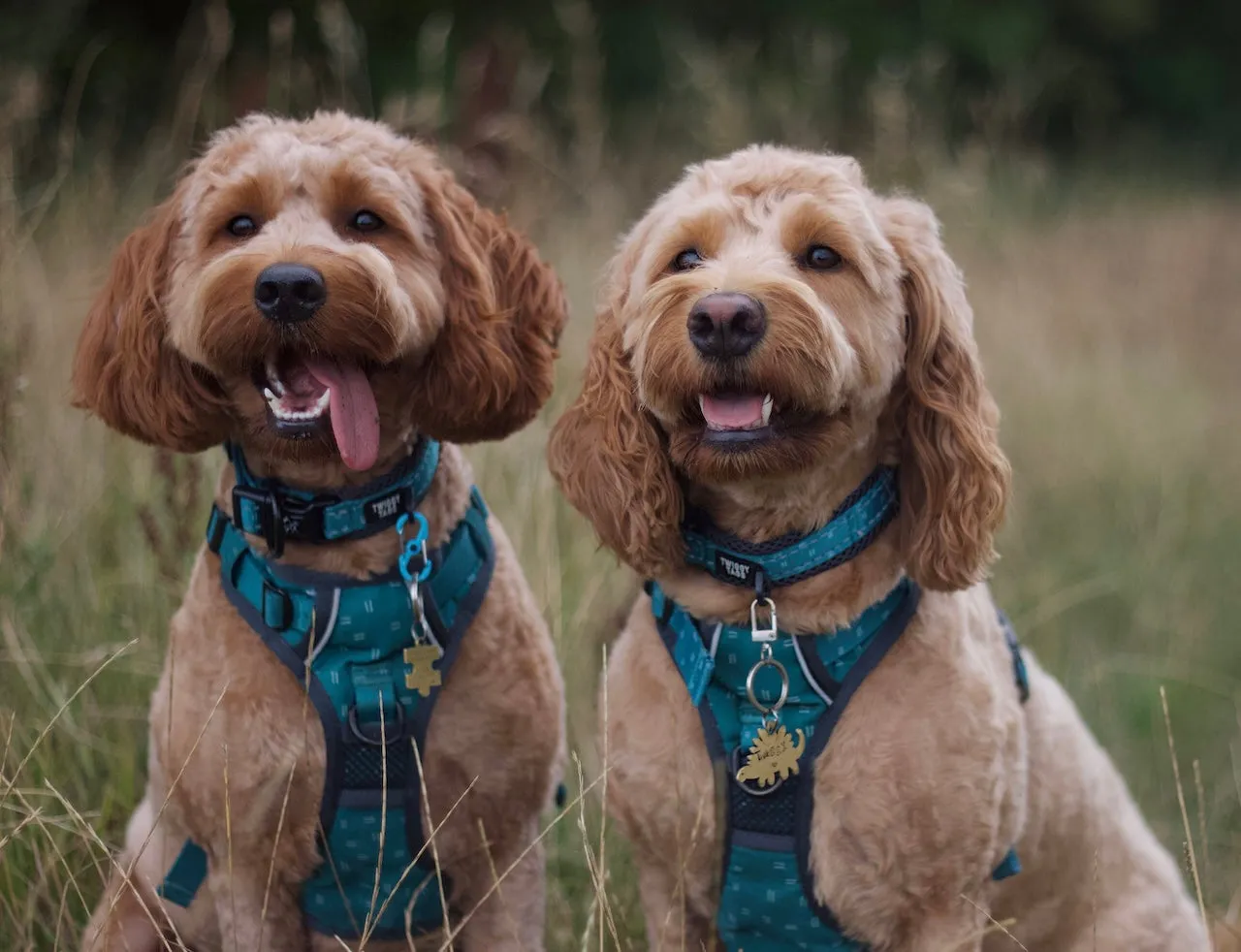 Twiggy Tags Adventure Harness Tranquil